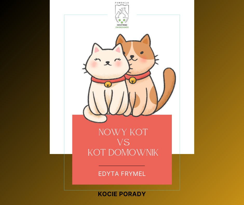 NOWY KOT VS KOT DOMOWNIK