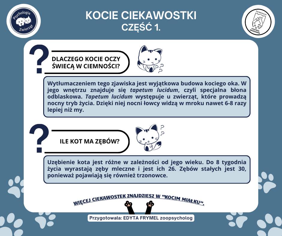 KOCIE PORADY Temat: KOCIE CIEKAWOSTKI 